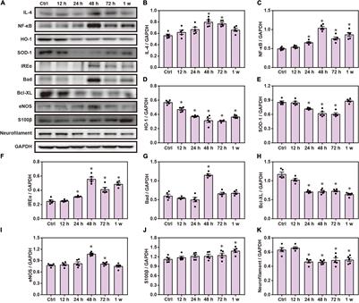 Tandem Mass Tag-Based Quantitative Proteomic Analysis Reveals Pathways Involved in Brain Injury Induced by Chest Exposure to Shock Waves